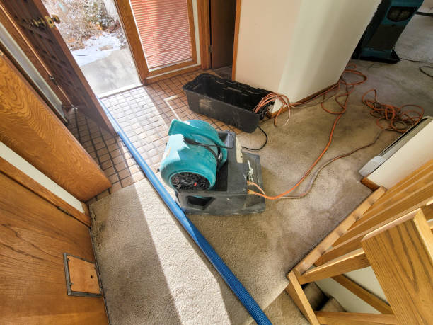 Best Mold removal after water damage  in Broadview Park, FL