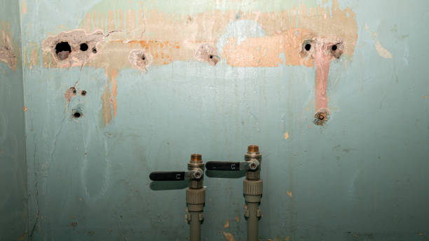 Best Local water damage restoration  in Broadview Park, FL